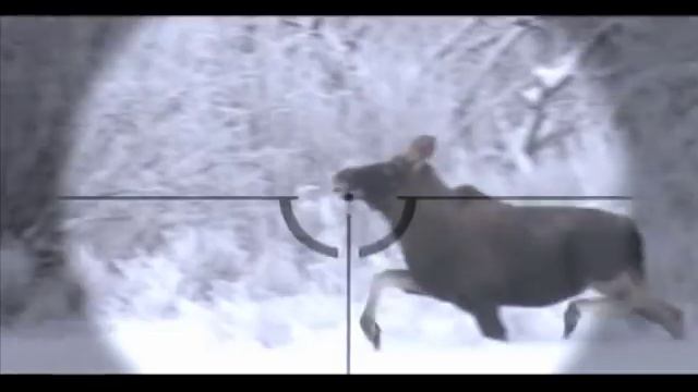 Истории охоты от Павла Гусева