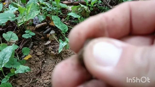 прогулки и металло поиск по лесу Калужской области! смотреть онлайн