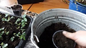 Два самых лучших способа размножить ежевику. Ремонтантная ежевика Блек джем.