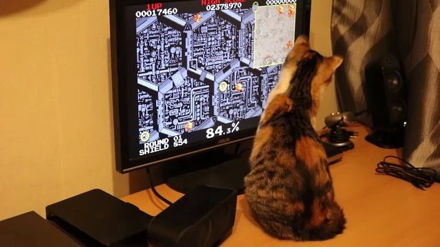 Cat and video game (Volfied) смотреть онлайн