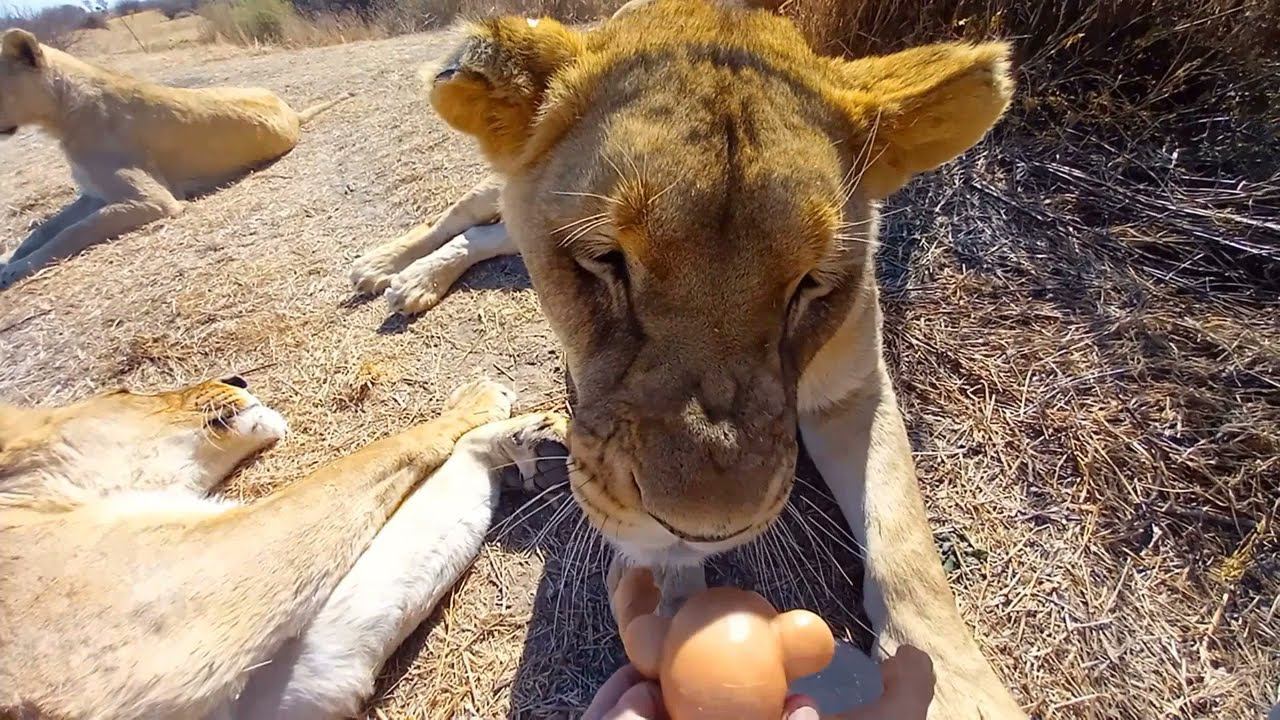 Игрушечный львенок знакомится с настоящими львами. смотреть онлайн