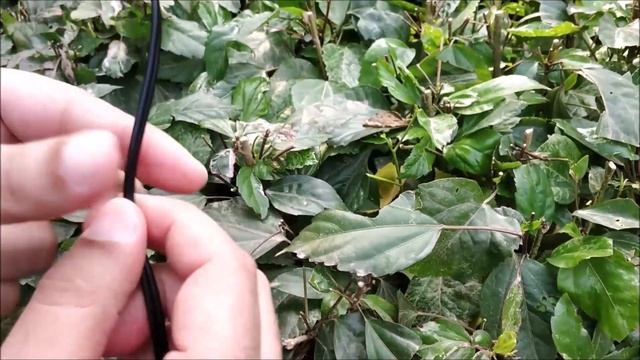 Sony ZX110a vs JBL T250SI headphone (in Hindi) смотреть онлайн
