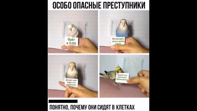 ШЛЕМ ОТ СНЕЖКОВ / МЕМЫ смотреть онлайн