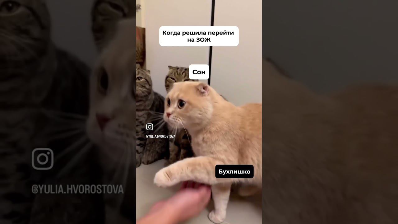 #юмор #котики
