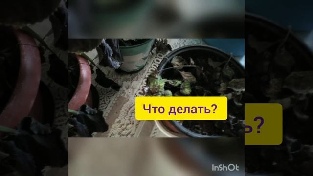 ахименесы, смитианты в феврале ещё цветут смотреть онлайн