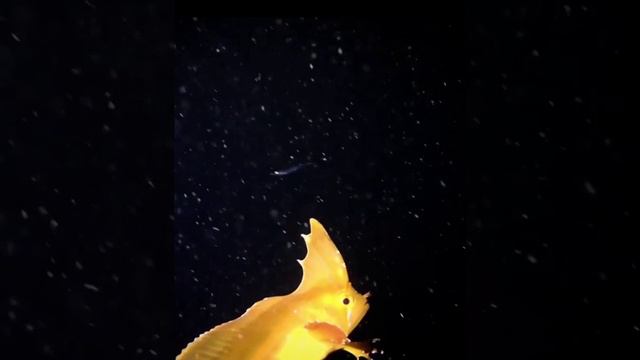 Необычная рыбка-сорняк смотреть онлайн