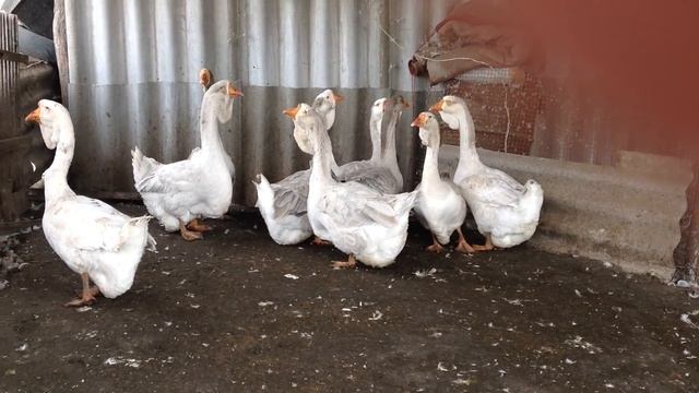 Гуси Малахова Николая из Курской области. смотреть онлайн