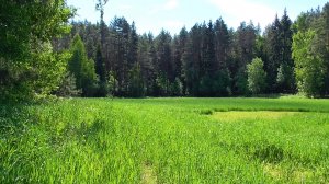 Пейзажи лета: зеленый луг возле леса. Звуки живой природы.
