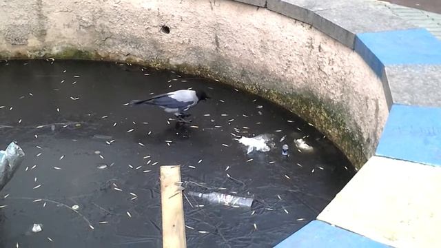 Умная ворона смотреть онлайн