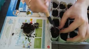 Пикировка петунии и маттиолы в бумажные стаканчики. Pick petunias and Mattioli in paper cups