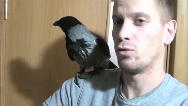 ГОЛУБЬ РАЙС и КО в instagram смотреть онлайн