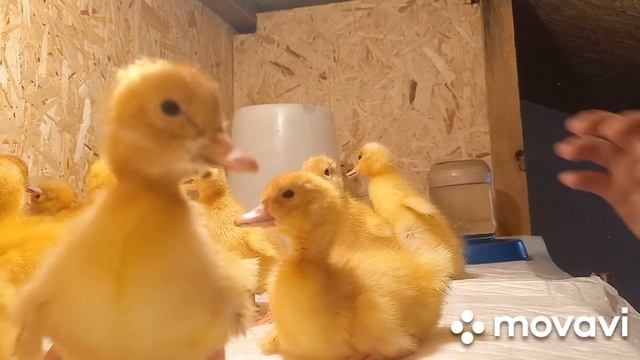 Вывелись утята стар 53/ такая милота! смотреть онлайн