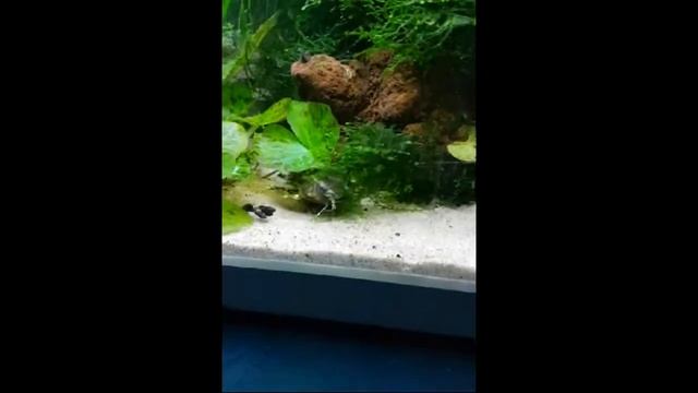 Agamyxis Pectinifrons, Spotted Talking Catfish смотреть онлайн