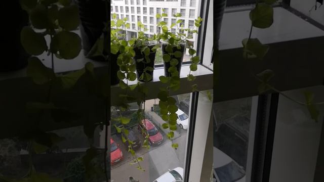 Вербейник монетчатый, лизимахия смотреть онлайн