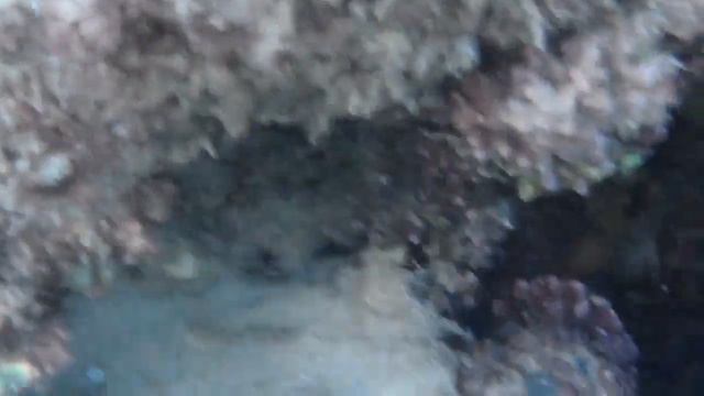 Маленька мурена. Хургада. Червоне море. Єгипет.