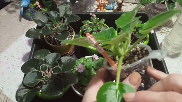 Фиалки. Уход после пересадки. Как правильно поливать фиалки? смотреть онлайн