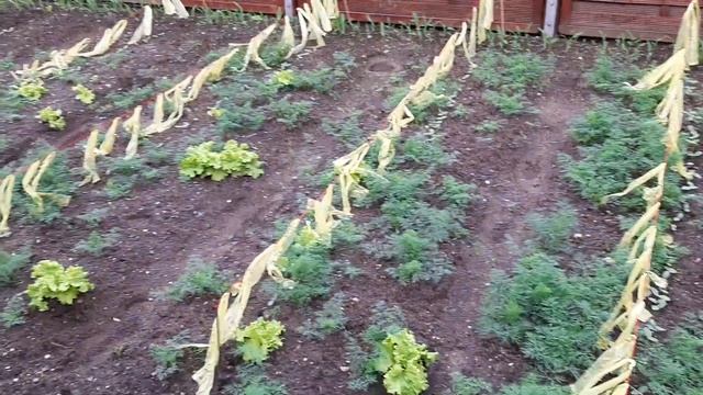 Трёх недельные крольчата смотреть онлайн