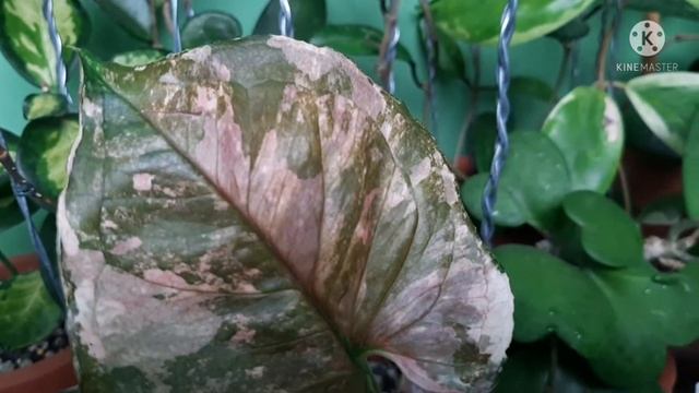 Syngonium "Strawberry Ice" | Beautiful Galaxy Variegation смотреть онлайн