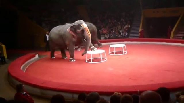 индийские слоны в казани