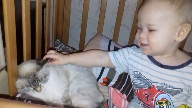 Невская маскарадная. Вычесываем правильно смотреть онлайн