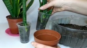 Сансевиерия цилиндрическая: уход в домашних условиях/ размножение