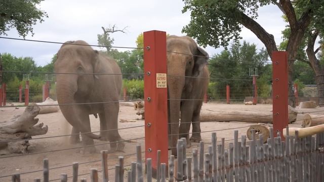 Elephants joyfully react to didgeridoo performance - ABQ BioPark Zoo смотреть онлайн