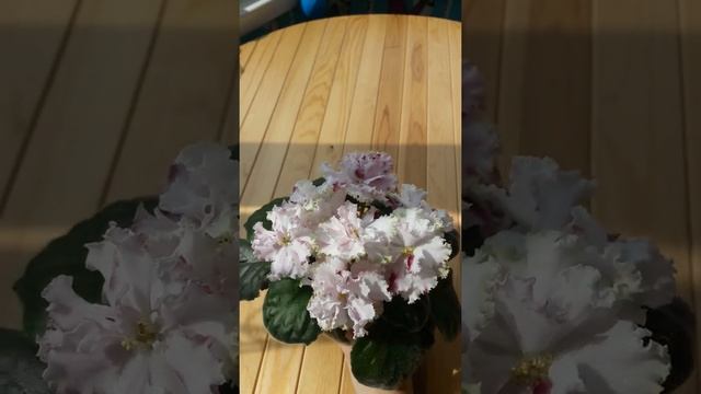 Фиалка СМ-Стассия смотреть онлайн