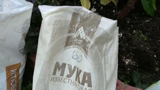 Персик в Средней полосе. Подкормка к зиме! смотреть онлайн