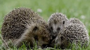 Дикие животные   знакомим детей с животными и их детенышами