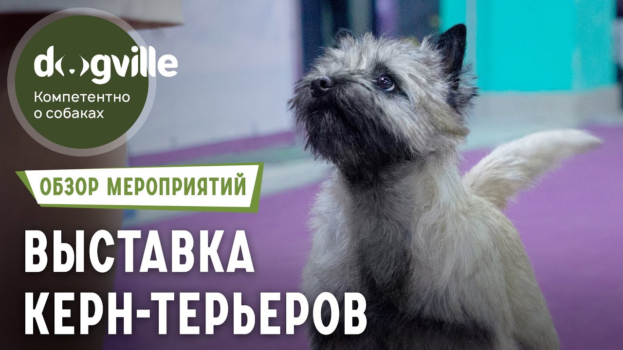 Выставка Керн терьеров - Обзор монопородной выставки собак смотреть онлайн