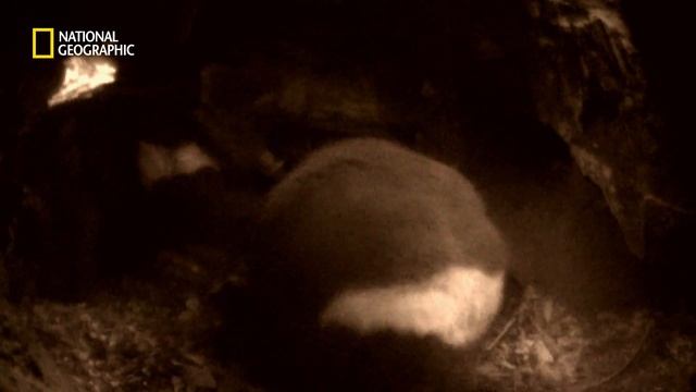 Biting Each Other is Tasmanian Devils' Mating?｜National Geographic смотреть онлайн