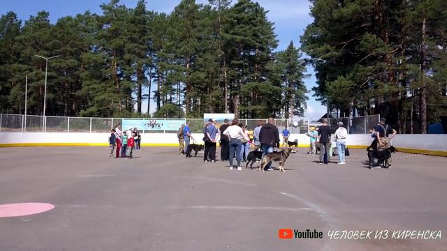 Выставка собак 16 07 2022 смотреть онлайн