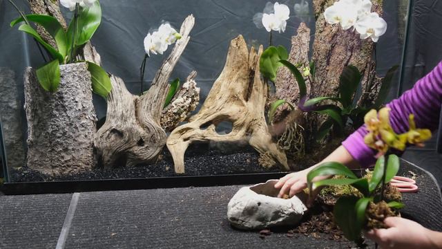 Making a Rehabilitation Terrarium for Orchids смотреть онлайн