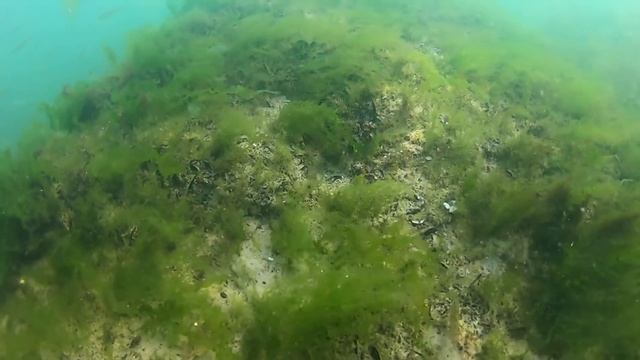 Как выбрать шок лидер? смотреть онлайн