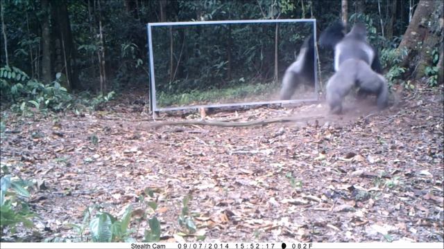 Gabon: This Silverback thinks this intruder in the mirror (his reflection) comes to steal his wives смотреть онлайн