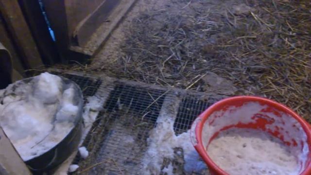 Между городом и деревней. Мускусные утки ( индоутки) смотреть онлайн