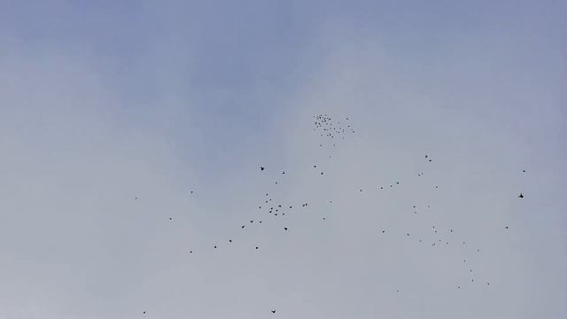 Голуби Рузманова ВВ п. Степное Саратов смотреть онлайн