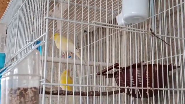 Канарейки весной. смотреть онлайн