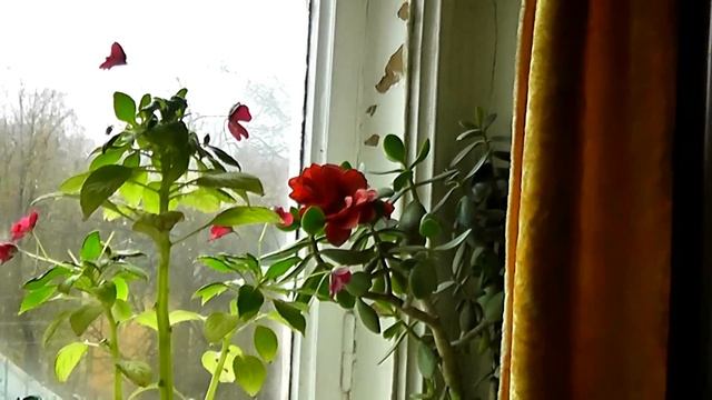 Panasonic Hdc - Tm 80 Test