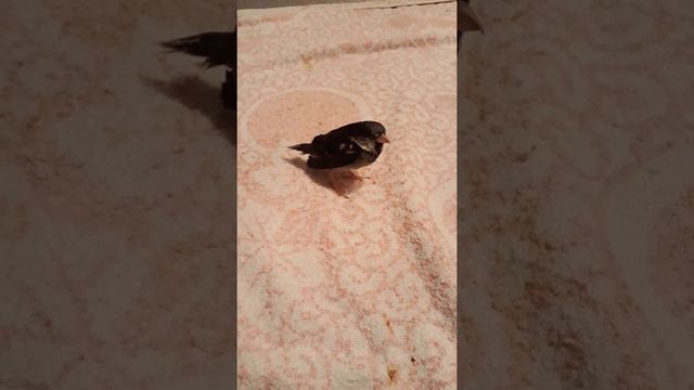 Мой воробушек Сашка) смотреть онлайн