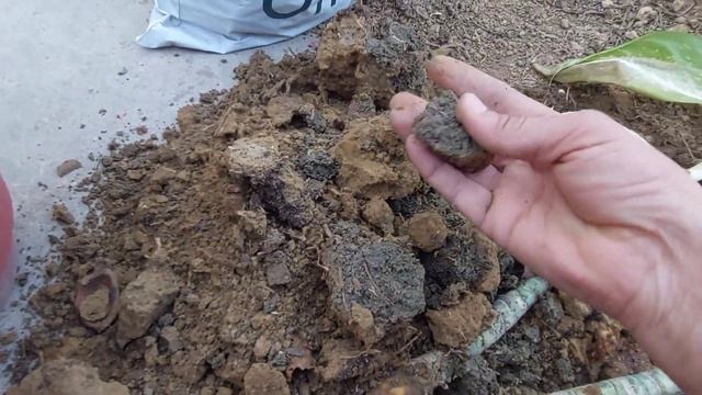 Propagation of Aglaonema Plant | Grow Aglaonema from cutting 🪴☘️🌱 #plants #nature #garden #aglaonem смотреть онлайн