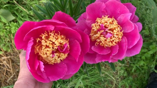Paeonia DOREEN (Sass, 1949) смотреть онлайн