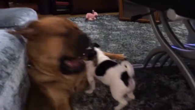 Jack Russell mastiffs' killer смотреть онлайн