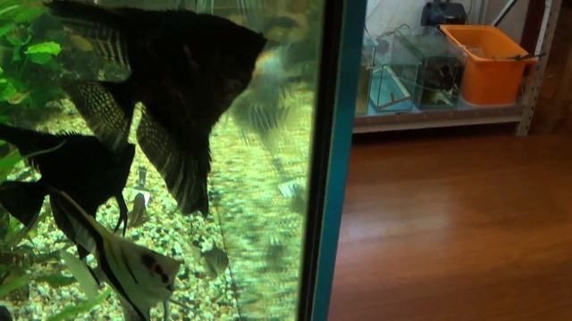 Скалярии смотреть онлайн