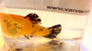 Моллинезия рожает!