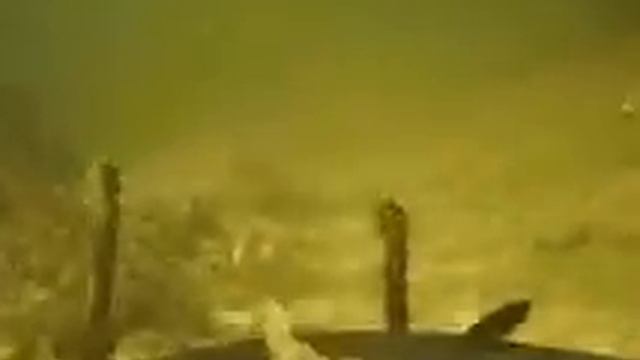 Сatfish is in the forest. 208x160 pix смотреть онлайн