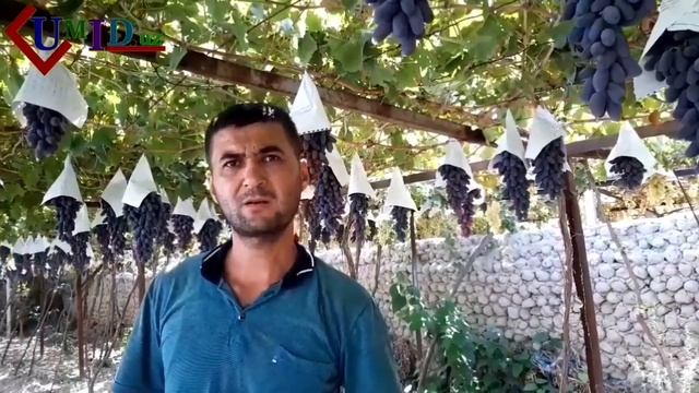 Ф1 ва Дамский пальчик узум навлари хакидв маълумотлари смотреть онлайн