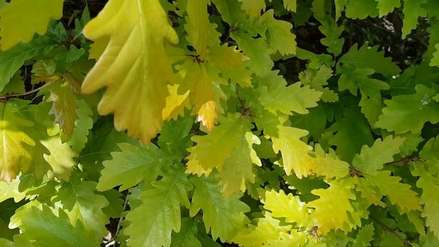 Молодые весенние листья дуба | Жизнь на Юге смотреть онлайн