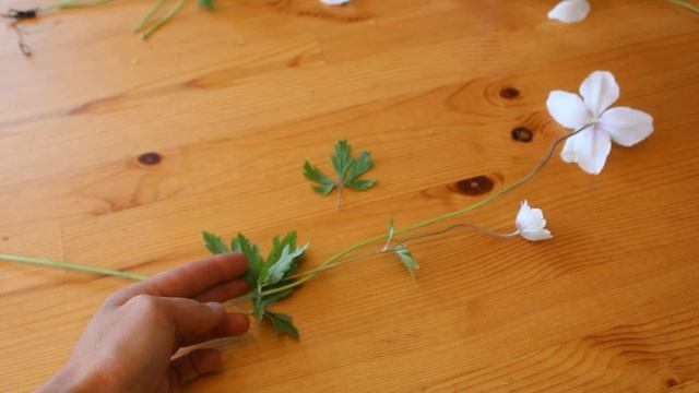 Anemone Sylvestris - snowdrop windflower/Spring perennials/ groundcover/fragrant/cut flower смотреть онлайн