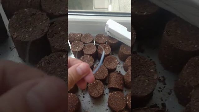 макуха и макушатьник и прес для макухи результаты смотреть онлайн